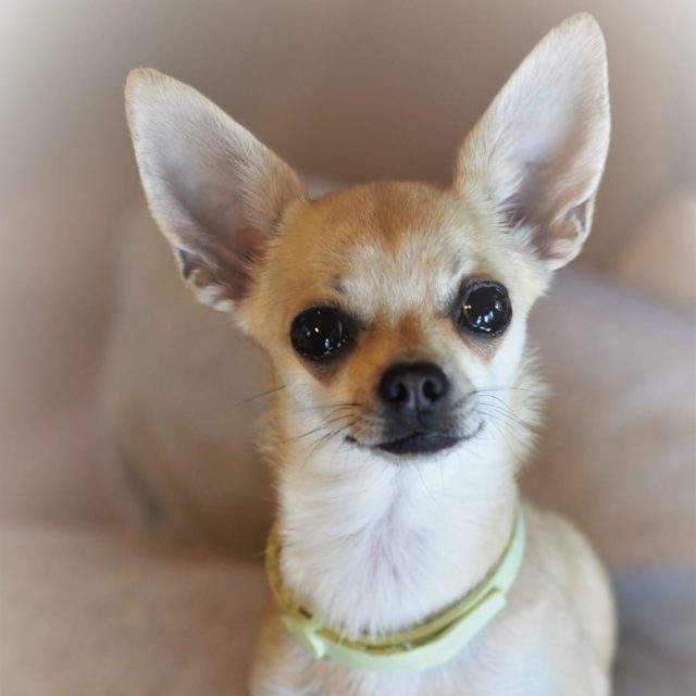 chihuahua, lyhytkarvainen – Nelli