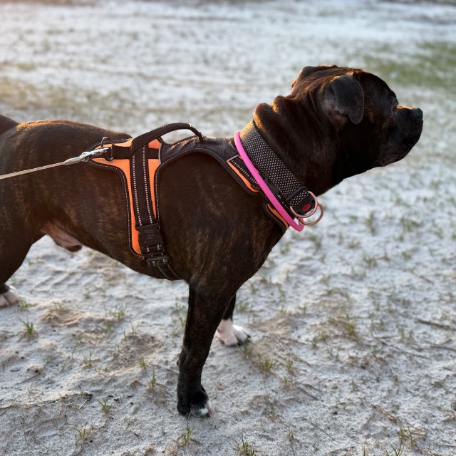 staffordshirenbullterrieri