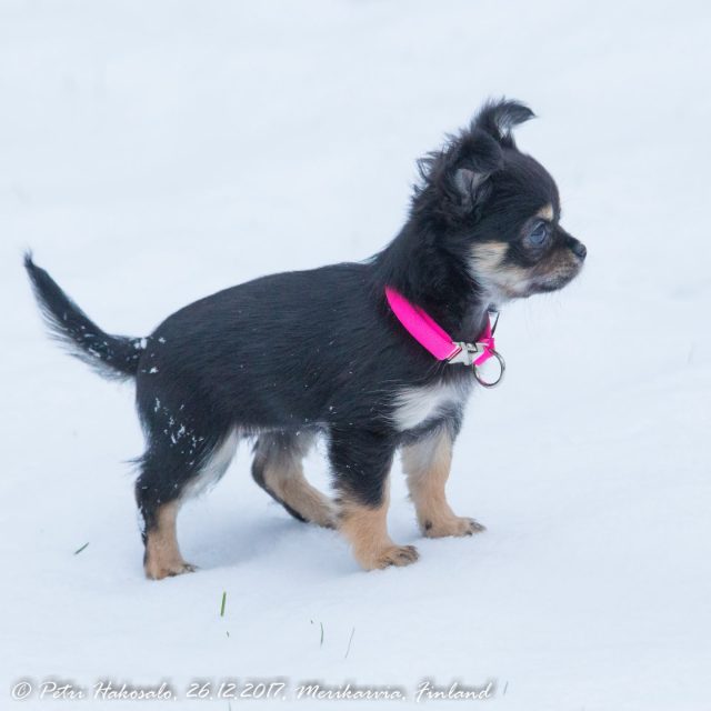 chihuahua, pitkäkarvainen