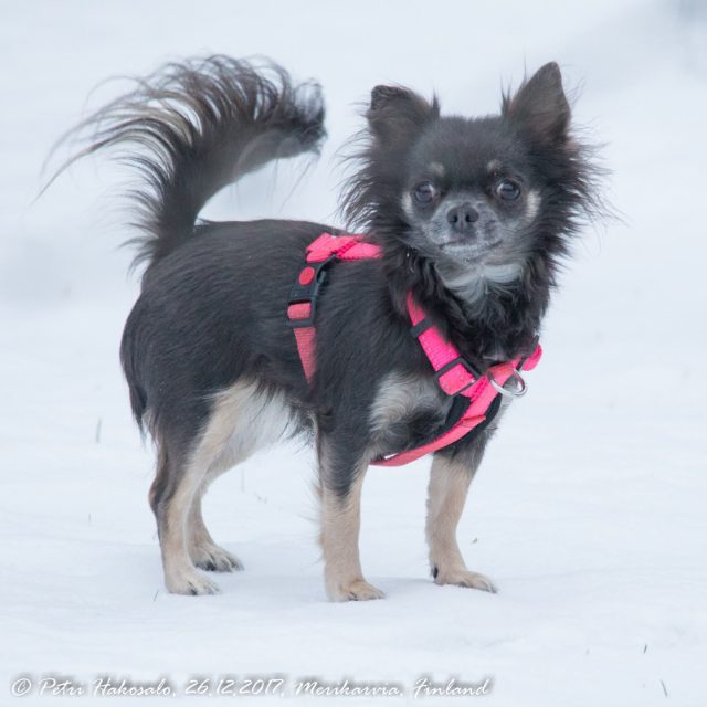 chihuahua, pitkäkarvainen – Venla