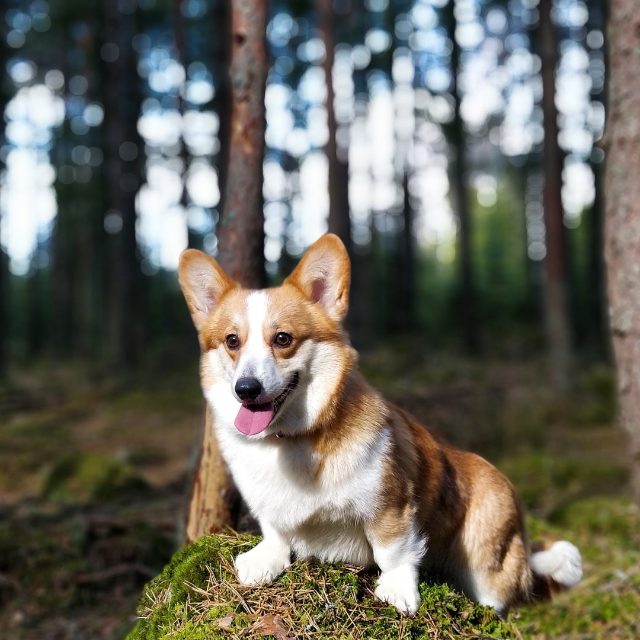 welsh corgi pembroke