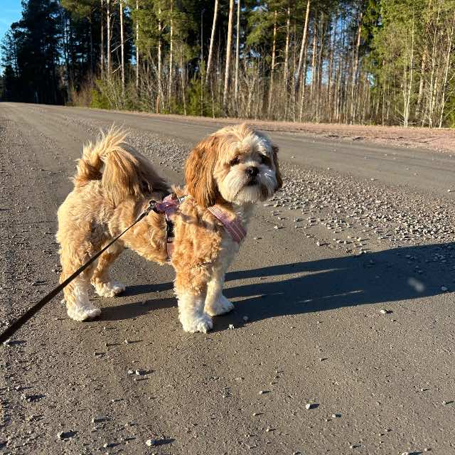 lhasa apso – Kerttu