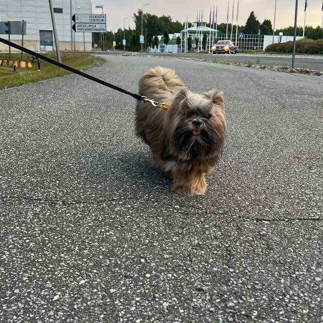 Ruusa · lhasa apso