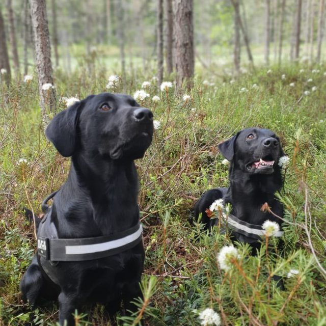 labradorinnoutaja
