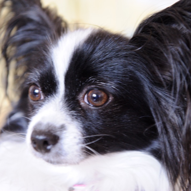 papillon