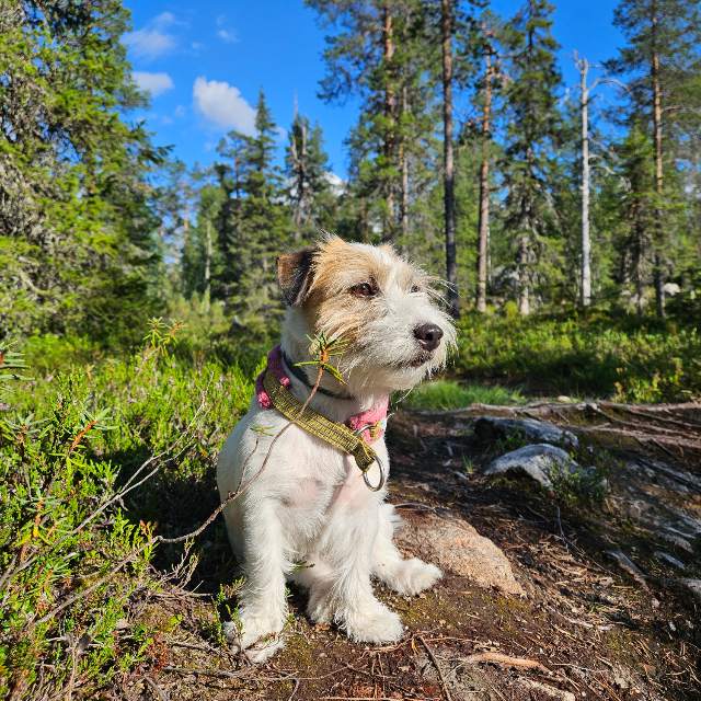 jackrussellinterrieri – Lyyli